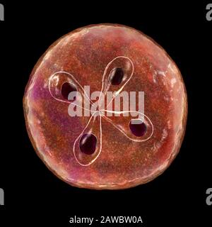 Babesia parasites inside red blood cell, illustration Stock Photo