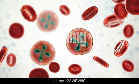 Babesia parasites inside red blood cell, illustration Stock Photo