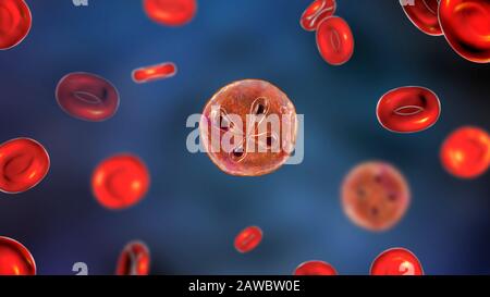 Babesia parasites inside red blood cell, illustration Stock Photo