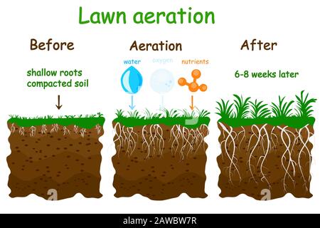 Lawn aeration stage illustration. Before and after aeration infographics. Gardening grass lawn care, landscaping, lawn grass care service. Vector Stock Vector