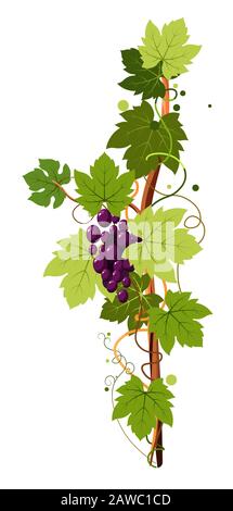 Vine vertical twig isolated icon, grape bunch Stock Vector