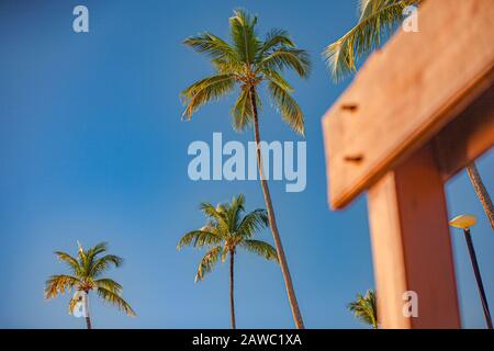 Palm trees from above Stock Photo