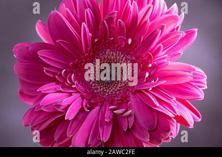 Closeup of a pink gerbera daisy flower on a gray background Stock Photo