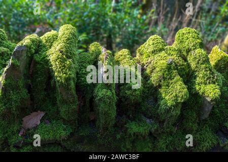 Green Moss covered drystone wall. Stock Photo