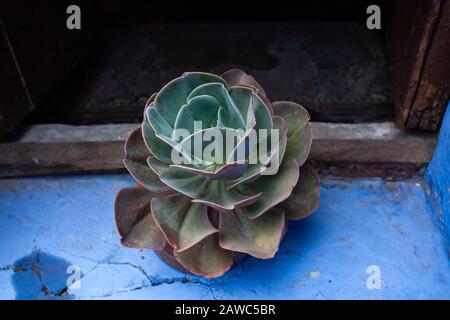 succulents on an old window sill, against a blue wall, closeup. Stock Photo