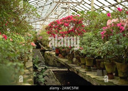 Blooming hybrid Azalia Rhododendron hybridum selection in a greenhouse. flower background. indoor garden Stock Photo