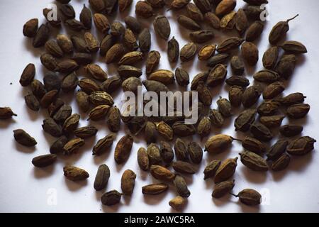 Dried Neem seeds also known as Azadirachta indica is dried herb used in Ayurveda for medicinal purpose.Grown in Indian subcontinent Asia Stock Photo