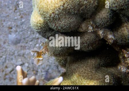 Decorator Spider Crab (Hyastenus Bispinosus) Stock Photo