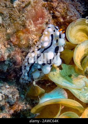 An Elegant Phyllidia (Phyllidia Elegans) Stock Photo