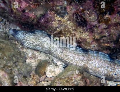 Enigmatic Moray Eel (Gymnothorax enigmaticus) Stock Photo