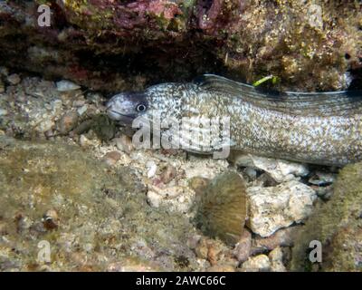 Enigmatic Moray Eel (Gymnothorax enigmaticus) Stock Photo