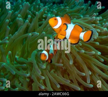 A pair of False Clownfish (Amphiprion ocellaris) Stock Photo