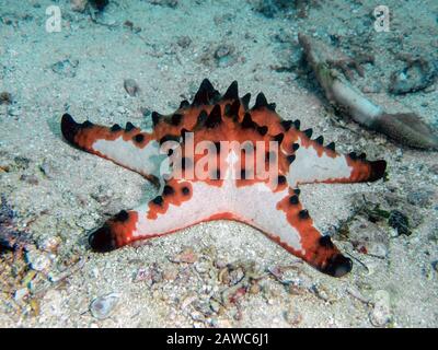 Horned Sea Star (Protoreaster nodosus) Stock Photo