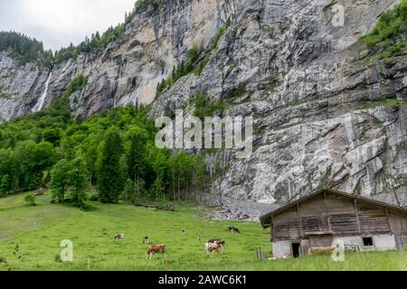 Wooden shack in forest valley, mountain wall on the background, Lauterbrunnen village Switzerland Stock Photo