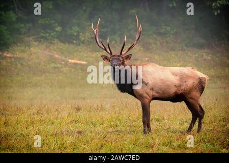 A bull elk pauses and looks toward the camera. Stock Photo