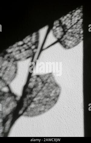 Moody Abstract Image of Netlike Shadows for Book Covers or other artistic usage V Stock Photo
