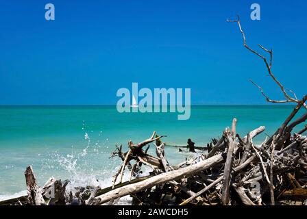 Beautiful Weathered Driftwood on the beach of Beer Can Island Longboat Key Florida with Sail Boat in BAckground Stock Photo