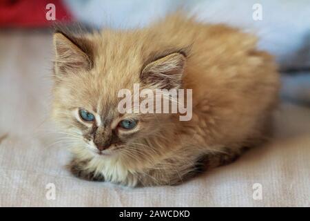 cute little kitten with blue eyes and fluffy hair plays in the house on the bed under the covers Stock Photo