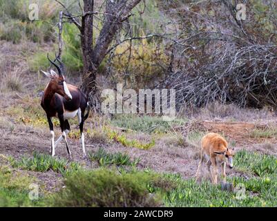 Bontebok with young  in the Bontebok National Park, Swellendam, Western Cape, South Africa Stock Photo