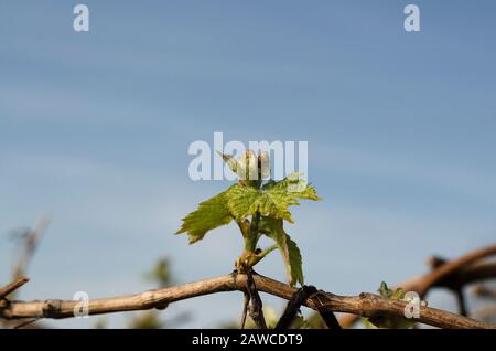 Growing bio grapes in the northern Bulgaria in the summer Stock Photo