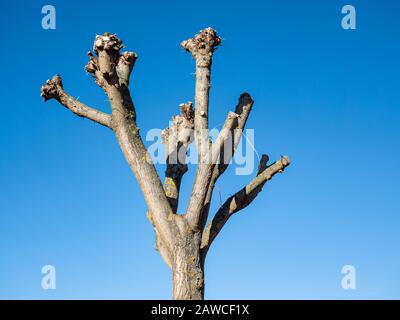 Pruning a pasture in spring Stock Photo