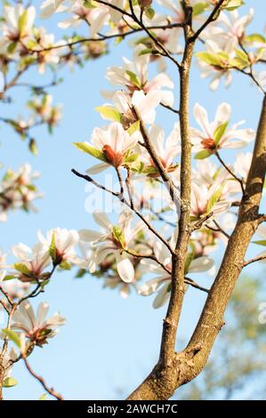 Beautiful blooming magnolia branches with open flowers. White chinese magnolia with tulip flowers in spring garden. Botanical Garden in May. Stock Photo