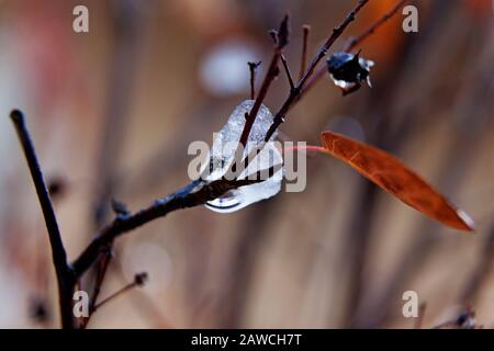 an accumulation of ice on a small branch with a leaf remaining Stock Photo