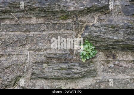 Solitary isolated Common Daisy / Bellis perennis plant growing in stone wall. Daisy once used as medicinal plant in herbal remedies. For isolation. Stock Photo