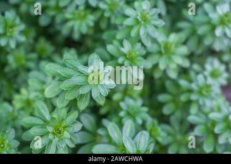 Early new leaf growth Hedge Bedstraw / Galium mollugo a common hedgerow medicinal plant once used in herbal remedies. Related to Cleavers / G. aparine Stock Photo