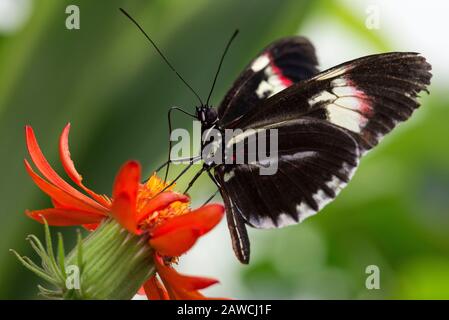 Heliconius charithonia - Zebra Longwing butterfly - feeding on a flower Stock Photo
