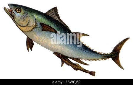Atlantic bluefin tuna Thunnus thynnus,  (, ) Stock Photo