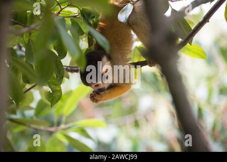 Black-capped Squirrel monkey eating food while hanging from a branch Stock Photo