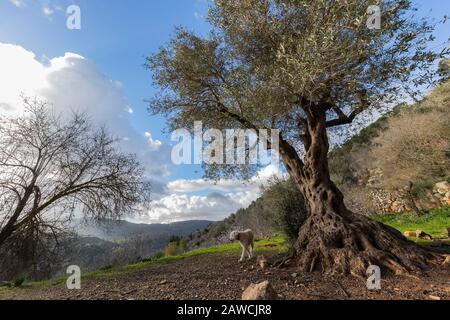 A landscape of the mountains near Jerusalem, Israel, including an old olive tree in the foreground, and a dog. Stock Photo