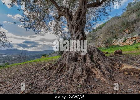 A very old olive tree in the mountains near Jerusalem, Israel, on a cloudy day Stock Photo