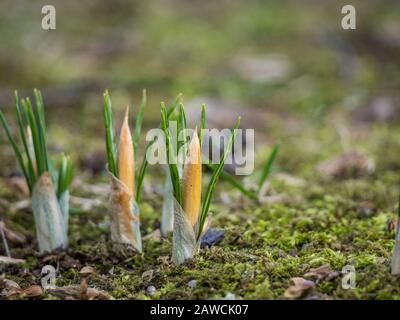 Crocuses sprout from the ground in spring Stock Photo