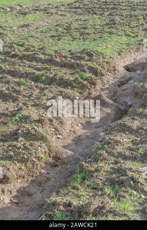 Water erosion channel / rill erosion washout channels in UK arable field where rain washed away topsoil. Surface water erosion, soil loss, soil gully. Stock Photo