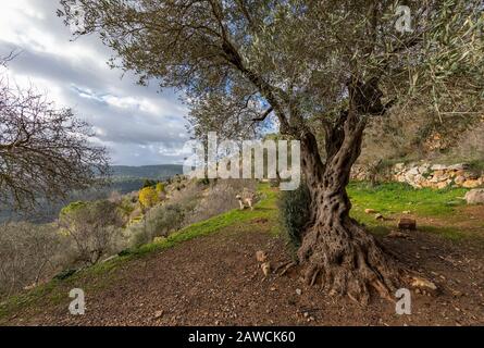 A landscape of the mountains near Jerusalem, Israel, including an old olive tree in the foreground, and a dog. Stock Photo