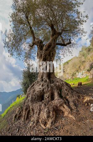 A fisheye view of a very old olive tree in the mountains near Jerusalem, Israel Stock Photo