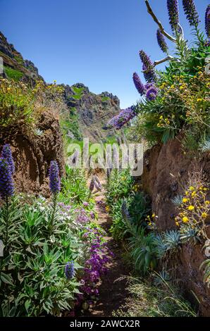 Narrow pedestrian path that is high up in Madeira mountains, Portugal, Europe. Path is surrounded by lush vegetation, blooming Echium fastuosum and ot Stock Photo