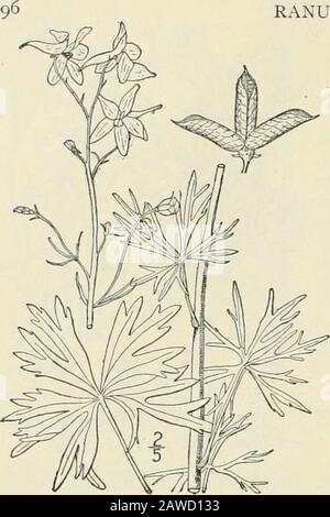 An illustrated flora of the northern United States, Canada and the British possessions : from Newfoundland to the parallel of the southern boundary of Virginia and from the Atlantic Ocean westward to the 102nd meridian; 2nd ed. . RANUNCULACEAE. 7. Delphinium tricorne Michx.Larkspur. Fig. 1876. Vol. II. Dwarf Dclphiniun1803. conic Micli.x. Fl. Bor. Am. i: 314. Stout, glabrous or pubescent, simple, l°-3°high. Leaves slender-petioled, deeply 5-7-cleftor divided, the . divisions linear or obovate,obtuse, entire, or again cleft and toothed;raceme loose, 4-$ long, mostly several-flowered;flowers I-i Stock Photo