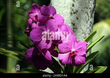 Purple/mauve vanda orchid against tree trunk Stock Photo