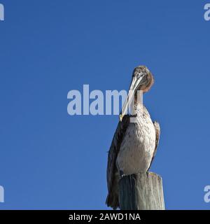 Pelican standing on top of a Wood Dock Post Stock Photo