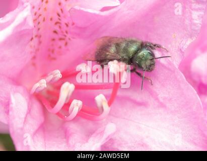 Blue Orchard Bee in Rhododendron Flower Stock Photo