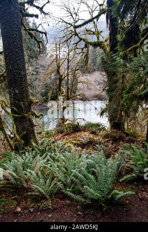 WA17400-00...WASHINGTON - Rain forest along the Hoh River Trail in Olympic National Park. Stock Photo