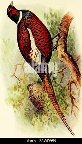 Pheasants; their natural history and practical management . its injurious action, including those ofLord LUford, Tarrell, Professor Newton, Booth, &c. Consideration,of the most effectual means of diminishing the Sparrow plague-Rules for the formation of Sparrow Clubs. Shonld be in all village librariea and reading ToomB.^Times, April 17tli1899. VINTON & CO., Ltd., 9, New Bridge Street, London, E.C. o o u o a: Eh ^ K M M O W ce OS o b. W X O &gt; M & ?&lt; S Ed OS n •25 o H J « s s o s ^ o s hJ o M. PHEASANTS THEIE i^atutal Sist0):g atiti practical Jlaimaratcttt W. B. TEGETMEIEE {Member of the Stock Photo