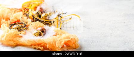 Colored yellow and brown Easter quail eggs with feathers in small nests. Shallow depth of field. Space for text. Long wide banner Stock Photo