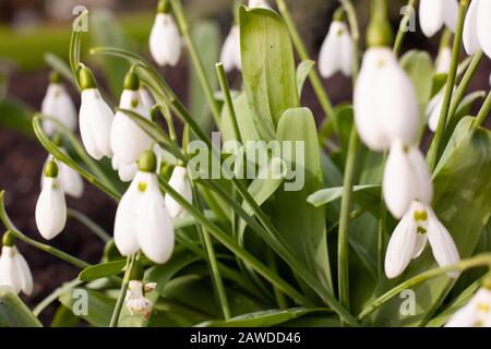 Cluster of snowdrops ( galanthus elwesii variety) growing during late winter in an English garden.