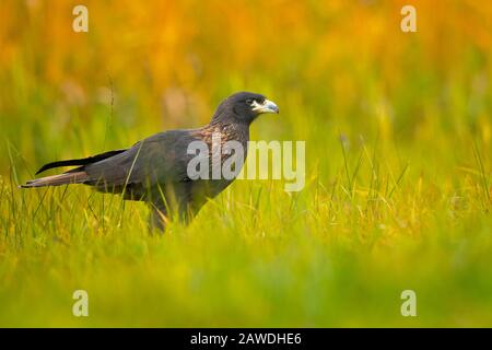 The striated caracara (Phalcoboenus australis) is a bird of prey of the family Falconidae. In the Falkland Islands Stock Photo