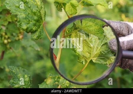 Currant leaves damaged by the invasion of aphids. The gardener watches through the magnifying glass the damage to the plant. Stock Photo