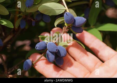 Early fruiting plant. The woman presents great fruits honeyberry (Kamchatka berry) on the bushes. Stock Photo